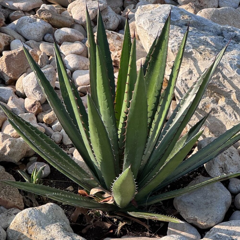 Agave Lopantha - Picture 5 of 6